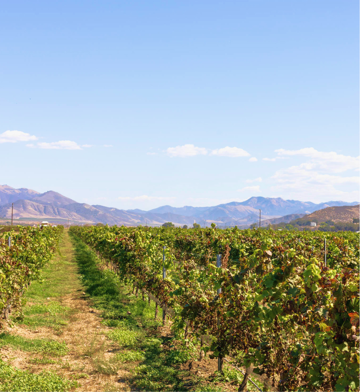 Blue Skys and mountains with beautiful grape fields