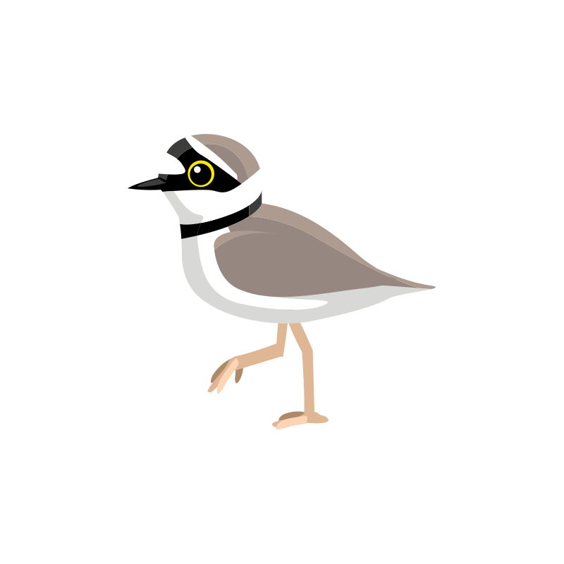 Animation of Plover Walking