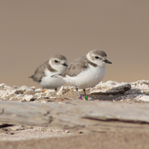 Baby Plovers