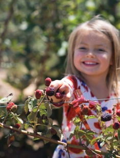 Child Picking Berries