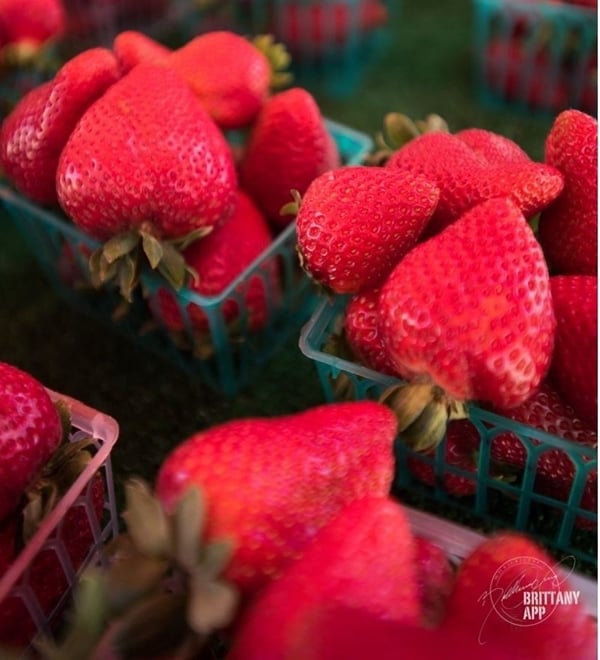 Santa Maria Strawberries & Strawberry Picking Santa Maria Valley