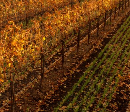 Fall foliage in a vineyard in Santa Maria Valley
