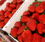 Santa Maria Strawberries