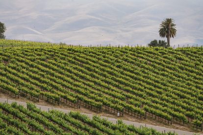 Image of a vineyard in the Santa Maria Valley Wine Region AVA