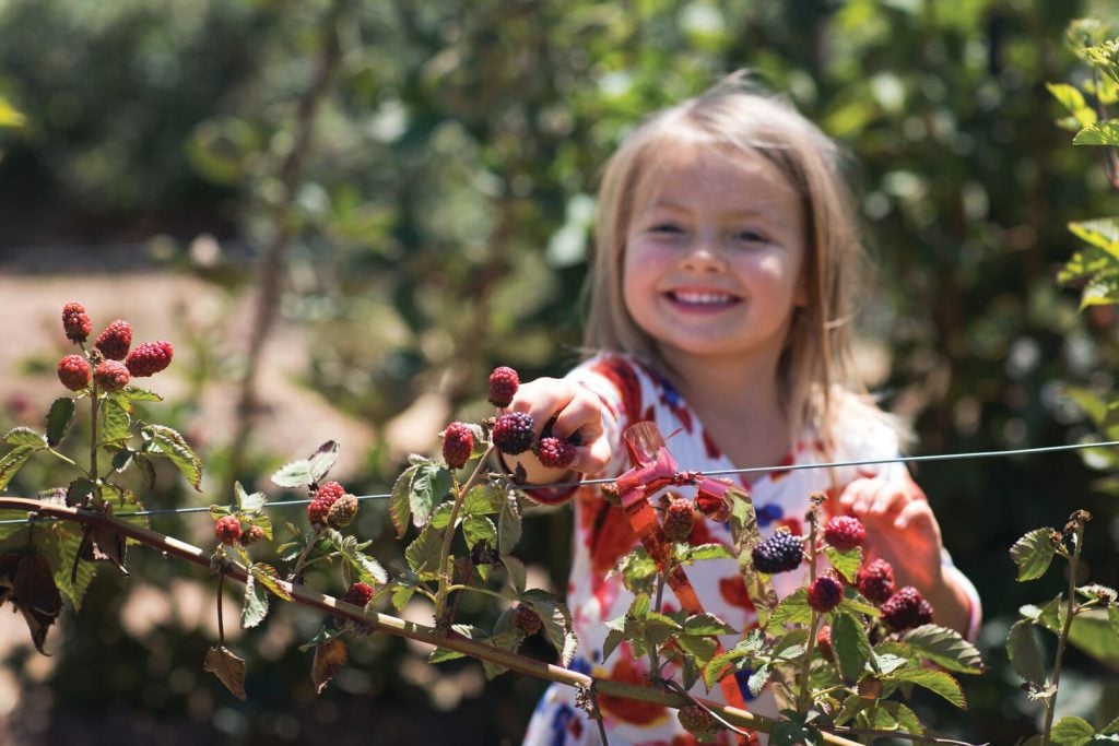 Enjoy picking strawberries in Santa Maria Valley on your next family trip in California