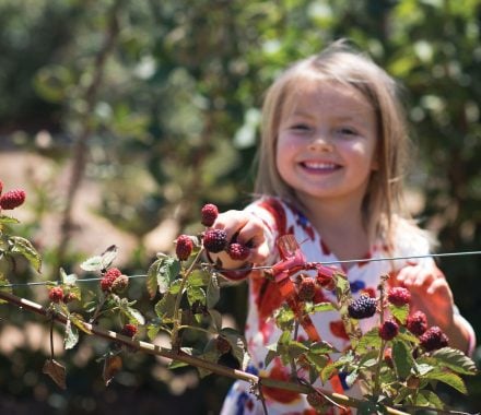 Enjoy picking strawberries in Santa Maria Valley on your next family trip in California