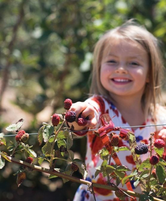Enjoy picking strawberries in Santa Maria Valley on your next family trip in California