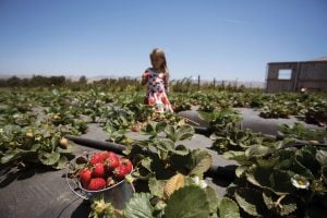 Visiting U-pick Blueberries is a great option for an affordable family vacation in California