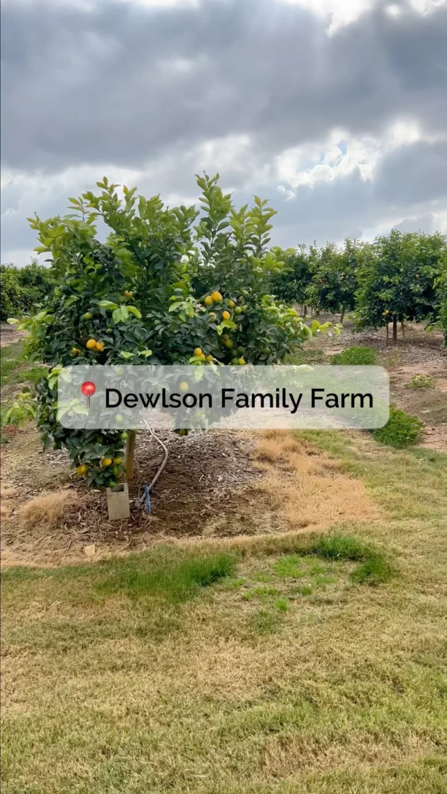 Looking for a little farm-fresh fun? 🌿🍋 @dewlsonfamilyfarm is your oasis for hands-on experiences, tasty treats, and pure relaxation. Stroll the fields, sip coffee or tea, and take in the great outdoors.🔗 Link in bio to learn more