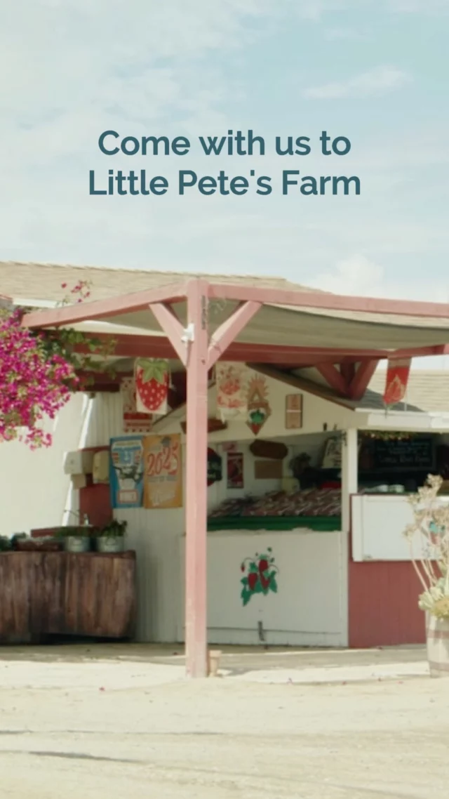 Sweet, sun-ripened, and picked straight from the source. 🍓☀️ A visit to @littlepetesfarm is a reminder that some of the best flavors are grown locally.🔗 Discover the magic that Santa Maria Valley Strawberries offer at the link in our bio!