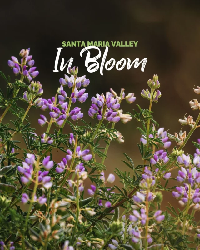 Spring has officially sprung in Santa Maria Valley! 🌼🌸From rolling vineyards to sun-soaked fields, the region is bursting with color. Wander the trails, snap a few photos, and soak in all the blooms that make this season so special.