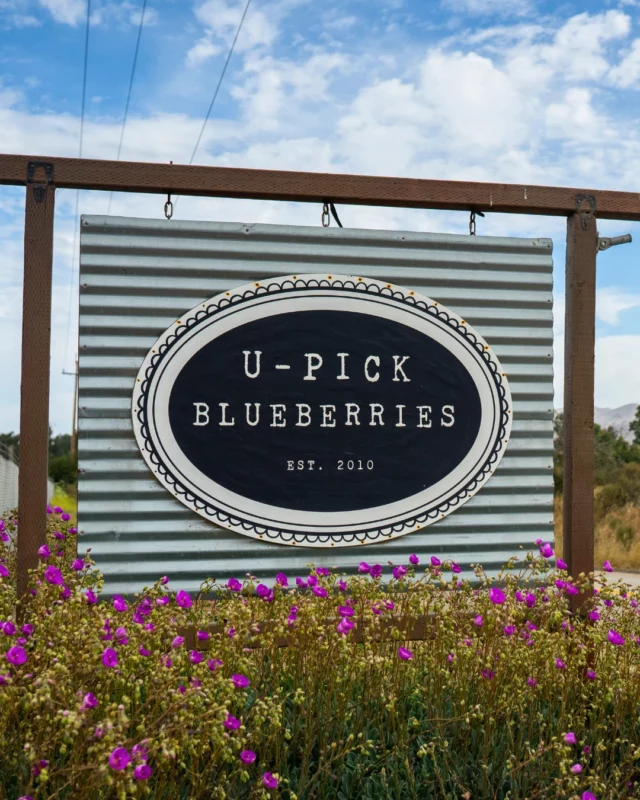 Sunshine, fresh air, and a bucket in hand 🫐☀️At U-Pick Blueberries, family outings turn into sweet memories. Pick blueberries and strawberries straight from the field, then take your haul home to enjoy.Open March through July.
📍3665 Dominion Road, Santa Maria, CAWho&rsquo;s helping you fill your bucket?