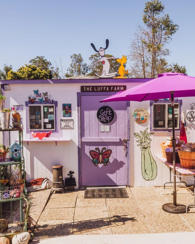 "We don't have bad days at work." 🌿 That's what happens when your office is a greenhouse on California's Central Coast.We sat down with Brooklynn Gamble, General Manager of the Luffa Farm on the Nipomo Mesa, to talk about what it's really like to grow, harvest, and share one of Santa Maria Valley's most unique hidden gems.🔗 Read the full interview at the link in our bio.