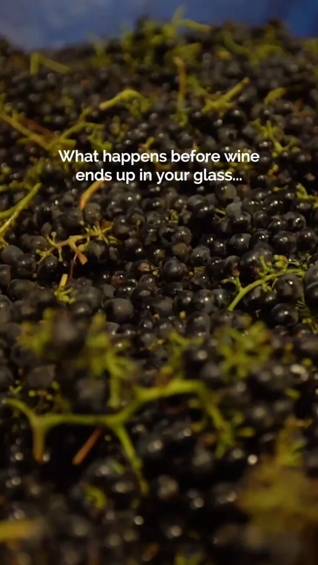 Ever wondered what wine harvest actually looks like? 🍇We've gone behind the scenes with winemaker Clarissa Nagy to show you exactly how Santa Maria Valley grapes go from vine to bottle.Clarissa has been crafting wine in this region since 1995 and is known for her appreciation for the fruit that comes from Santa Maria Valley. She continues to refine and perfect the wines at Riverbench Winery in Santa Maria Valley.📍 Riverbench Winery, 6020 Foxen Canyon Road, Santa Maria
🕐 Open daily 10am to 4pm